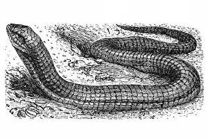 Scheltopusik, Sheltopusik, European legless lizard (Pseudopus apodus)