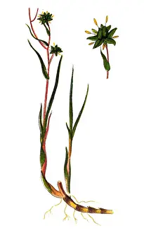 Scheuchzeria palustris (Rannoch-rush, or pod grass)