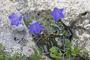 Asteridae Prints: Scheuchzers Bellflower (Campanula scheuchzeri)