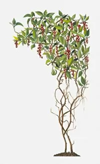 Images Dated 21st June 2010: Schisandra (Magnolia Vine) with red berries and green leaves on climbing stems