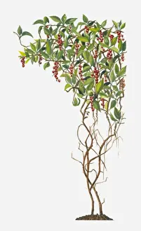 Berry Prints: Schisandra (Magnolia Vine) with red berries and green leaves on climbing stems