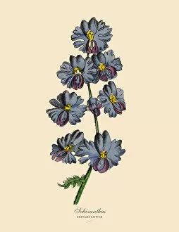 Images Dated 6th April 2016: Schizanthus or Fringeflower Plants, Victorian Botanical Illustration