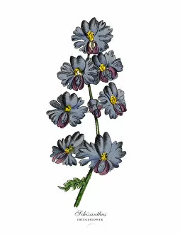 Images Dated 19th February 2019: Schizanthus or Fringeflower Plants, Victorian Botanical Illustration