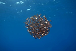 Images Dated 28th August 2011: School of Boarfish -Capros aper-, near Santa Maria, Azores, Atlantic Ocean, Portugal