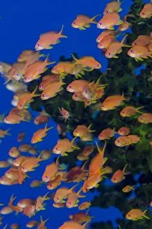 Images Dated 1st October 2016: School of scalefin anthia fish (Pseudanthias squamipinnis), Fiji