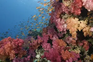 Fiji Prints: Schooling Fairy Basslets (Pseudanthias squamipinnis) among coral
