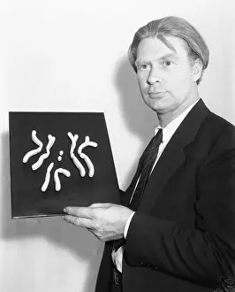 Anatomical Model Prints: Scientist Displaying Model of Fly Cells