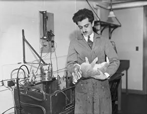 Cambridge Prints: Scientist Immobilizing Rabbit in Lab