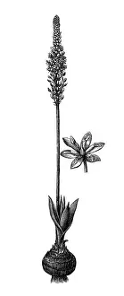 Springtime Prints: Scilla verna (spring squill), Drimia maritima (squill)