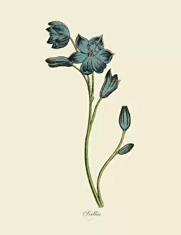 Scillia Plants, Victorian Botanical Illustration