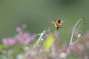 Images Dated 19th April 2017: Scintillant Hummingbird
