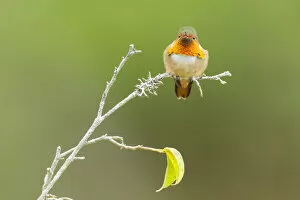 Images Dated 4th March 2017: Scintillant Hummingbird (Selasphorus scintilla)