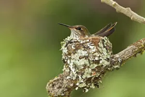 Images Dated 4th March 2017: Scintillant Hummingbird (Selasphorus scintilla)