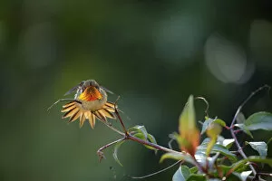 Images Dated 29th December 2016: Scintillant Hummingbird (Selasphorus scintilla)
