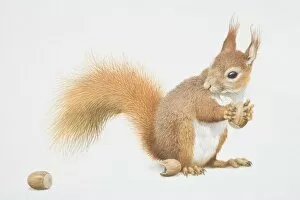Sciurus vulgaris, Red Squirrel holding nut