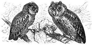 61814 Prints: Scops of America (Scops asio) or American owl