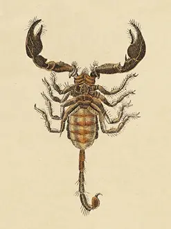 Scorpion