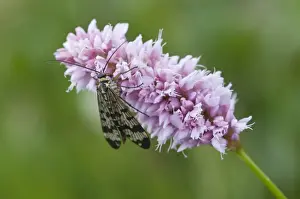 Flies Prints: Scorpion fly (Panorpa communis) on Bistort (Polygonum bistorta)