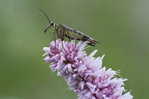 Flies Prints: Scorpion fly (Panorpa communis) on Bistort (Polygonum bistorta)