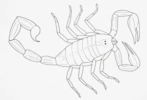 Images Dated 6th January 2007: Scorpion (Scorpiones)