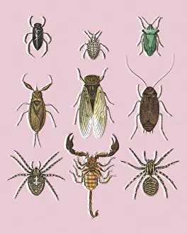 Scorpion and Various Insects