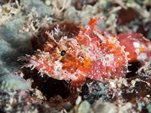 Images Dated 3rd September 2015: A scorpionfish