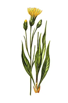 Scorzonera hispanica, black salsify or Spanish salsify, also known as black oyster plant, serpent root, vipers herb, vipers grass or simply scorzonera