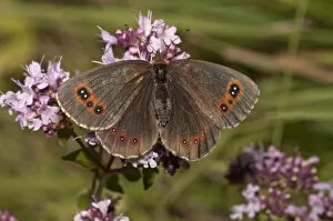 Scotch Argus butterfly -Erebia aethiops- on thyme, Neresheim, Baden-Wuerttemberg, Germany, Europe