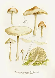 Edible Mushrooms, Victorian Botanical Illustration Collection: Scotch bonnet fairy ring mushroom illustration 1892