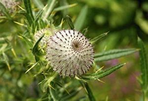 Images Dated 16th July 2006: Scotch Thistle or Cotton Thistle -Onopordum acanthium-, Switzerland, Europe