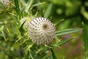 Thistle Prints: Scotch Thistle or Cotton Thistle -Onopordum acanthium-, Switzerland, Europe