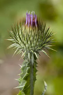 Spiked Gallery: Scotch Thistle -Onopordum acanthium-