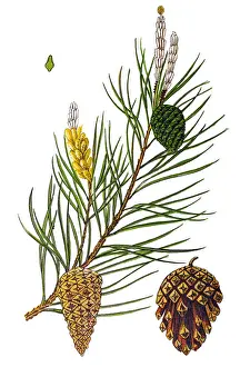 Scots Pine (Pinus sylvestris)