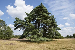 Natural Preserve Gallery: Scots Pine -Pinus sylvestris-, Luneburg Heath Nature Park, Lower Saxony, Germany