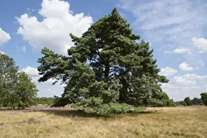 Scots Pine -Pinus sylvestris-, Luneburg Heath Nature Park, Lower Saxony, Germany