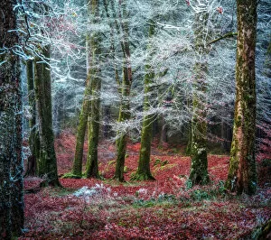 Frost Collection: Scottish forest