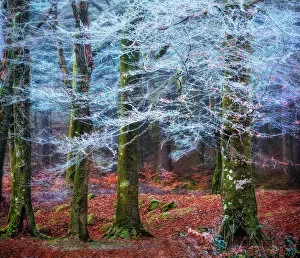 Moss Gallery: Scottish forest