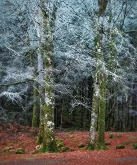 Images Dated 5th December 2016: Scottish forest