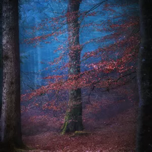 Matt Anderson Photography Collection: Scottish forest