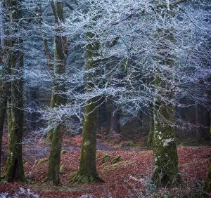 Images Dated 5th December 2016: Scottish forest
