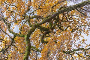 Frost Collection: Scottish forest close up of branch in Autumn