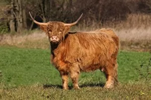 Images Dated 10th November 2011: Scottish Highland cattle -Bos primigenius f. taurus-, Allgaeu, Bavaria, Germany, Europe