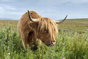 Scottish Highland Cattle or Kyloe grazing on thistle flowers, northern Scotland, Scotland, United Kingdom, Europe