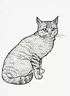 Images Dated 6th February 2007: Scottish Wildcat (Felis silvestris grampia), seated