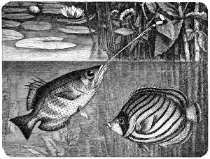 Hunting Prints: Scrawled Butterflyfish (Chaetodon meyeri) and Banded archerfish (Toxotes jaculatrix)