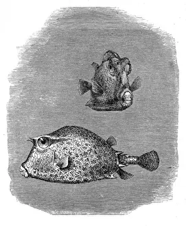 Scrawled cowfish (Acanthostracion quadricornis)