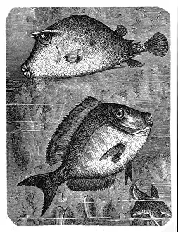 The scrawled cowfish (ostracion quadricornis) and Doctorfish (Acanthurus chirurgus)