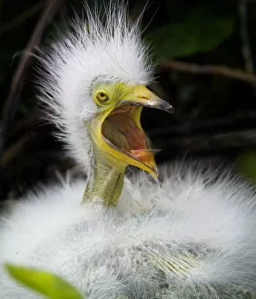 Images Dated 15th June 2018: Scream of a Snowy Egret Chick
