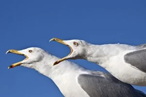 Images Dated 12th November 2012: Screaming Yellow-legged Gulls -Larus michahellis-, Istanbul, Turkey