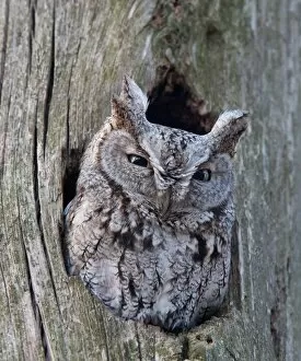 Images Dated 20th April 2010: Screech Owl
